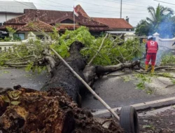 Akibat Hujan Lebat, Pohon Trembesi Berdiameter Nyaris Satu Meter Tumbang