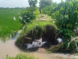 Longsor-Tanggul Sungai Jebol di Klaten, 68 Hektare Padi Terendam