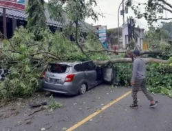 Pohon Tumbang Timpa Mobil di Tanah Putih Kota Semarang, Sopir Sempat Terjepit