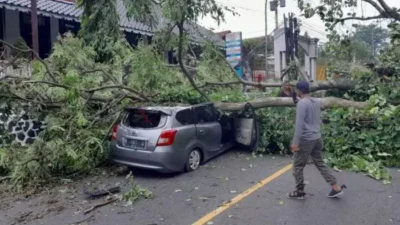 Pohon Tumbang di Tanjakan Tanah Putih Semarang Timpa Mobil Datsun Go+, Begini Kondisi Sopir yang Sempat Terjepit