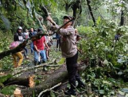 Pohon Tumbang Tutup Jalan Provinsi Pekalongan – Banjarnegara, Macet Total Selama 30 Menit