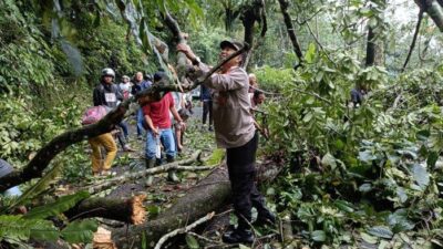 Pohon Tumbang Tutup Jalan Provinsi Pekalongan – Banjarnegara, Macet Total Selama 30 Menit