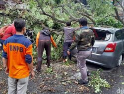 Pohon Tumbang karena Angin Kencang di Semarang, Timpa Mobil di Jalanan