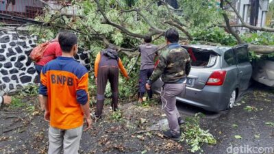 Pohon Tumbang Timpa Mobil di Tanjakan Tanah Putih Semarang, Sopir Sempat Terjepit