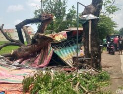 Pohon Trembesi Tumbang Menimpa Warung di Wonosari Klaten