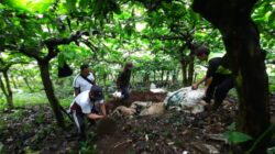 Polisi Selidiki Pembuangan 9 Ekor Kambing Jenis Etawa Yang Mati Di Kalibaru Banyuwangi