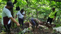 Polisi Selidiki Pembuangan Sembilan Ekor Kambing Jenis Etawa Yang Mati Di Kalibaru