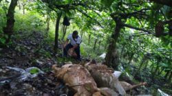 Polresta Banyuwangi Selidiki Pembuangan 9 Ekor Kambing Jenis Etawa Yang Mati Di Kalibaru