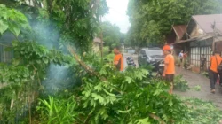 Evakuasi Pohon Tumbang di Nanga Bulik, BPBD Lamandau Pastikan Proses Lancar