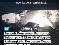 Viral, 8 Kambing di Kaliangkrik Magelang Dicuri Pakai Mobil